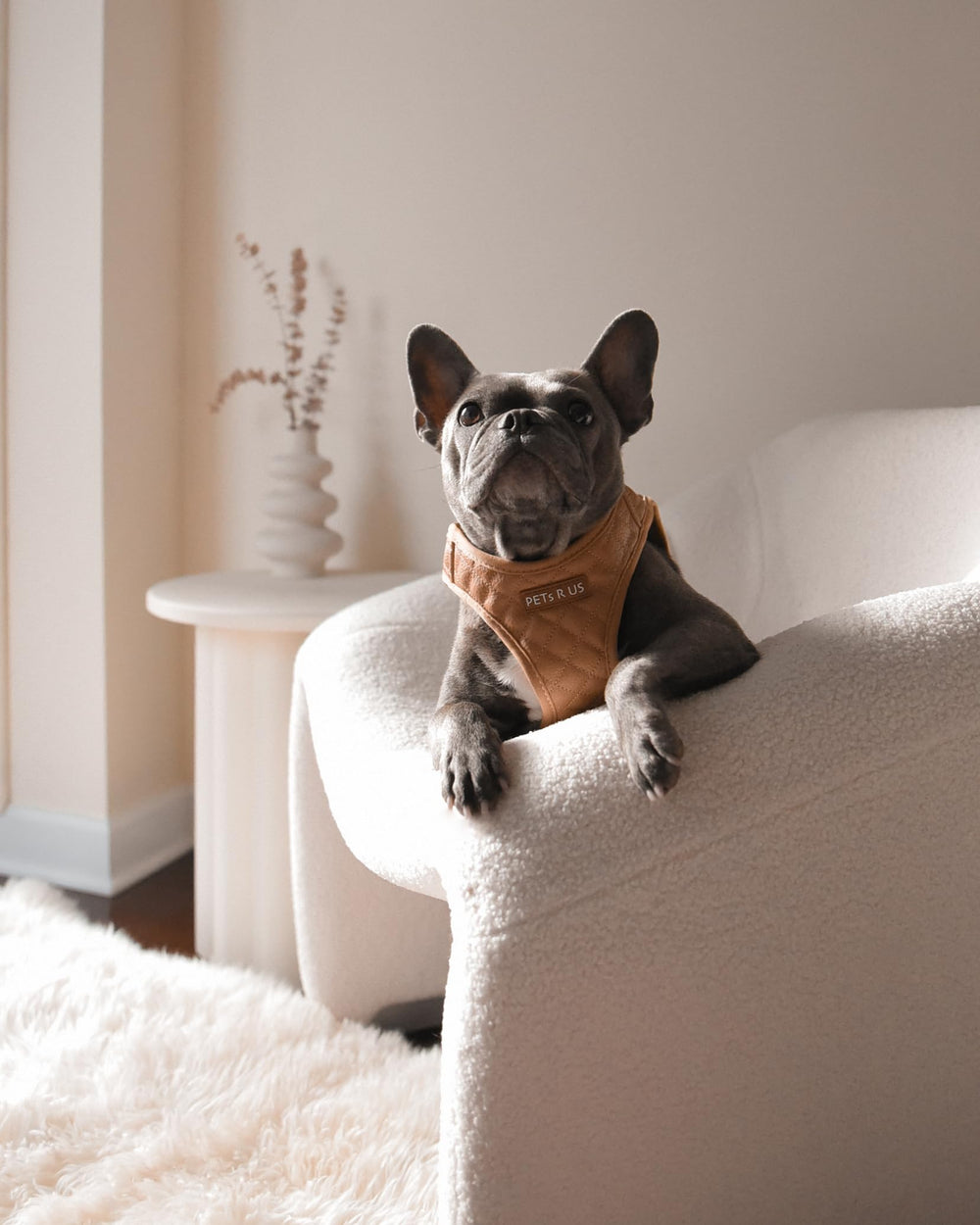 PETsRUS harnais chien design-chic-vegan et quincaillerie solide.