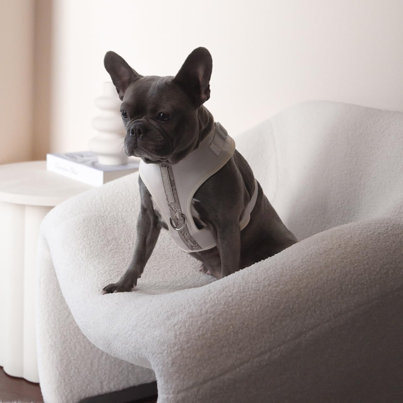 Harnais PETsRUS taille ajustable pour petites et moyennes races