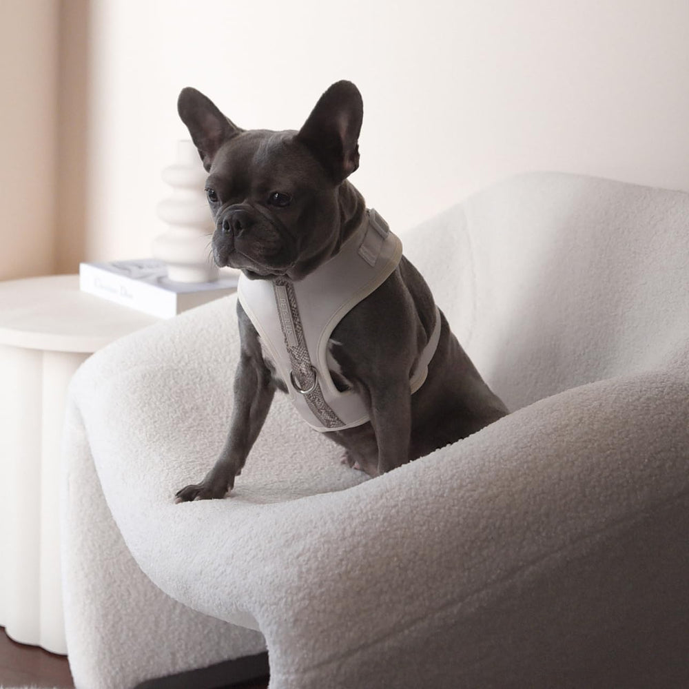 Harnais PETsRUS taille ajustable pour petites et moyennes races