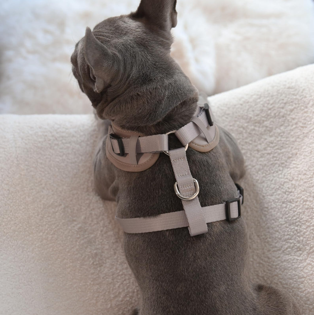 Conception premium PETsRUS allie style et fonctionnalité lors des balades et entraînements.