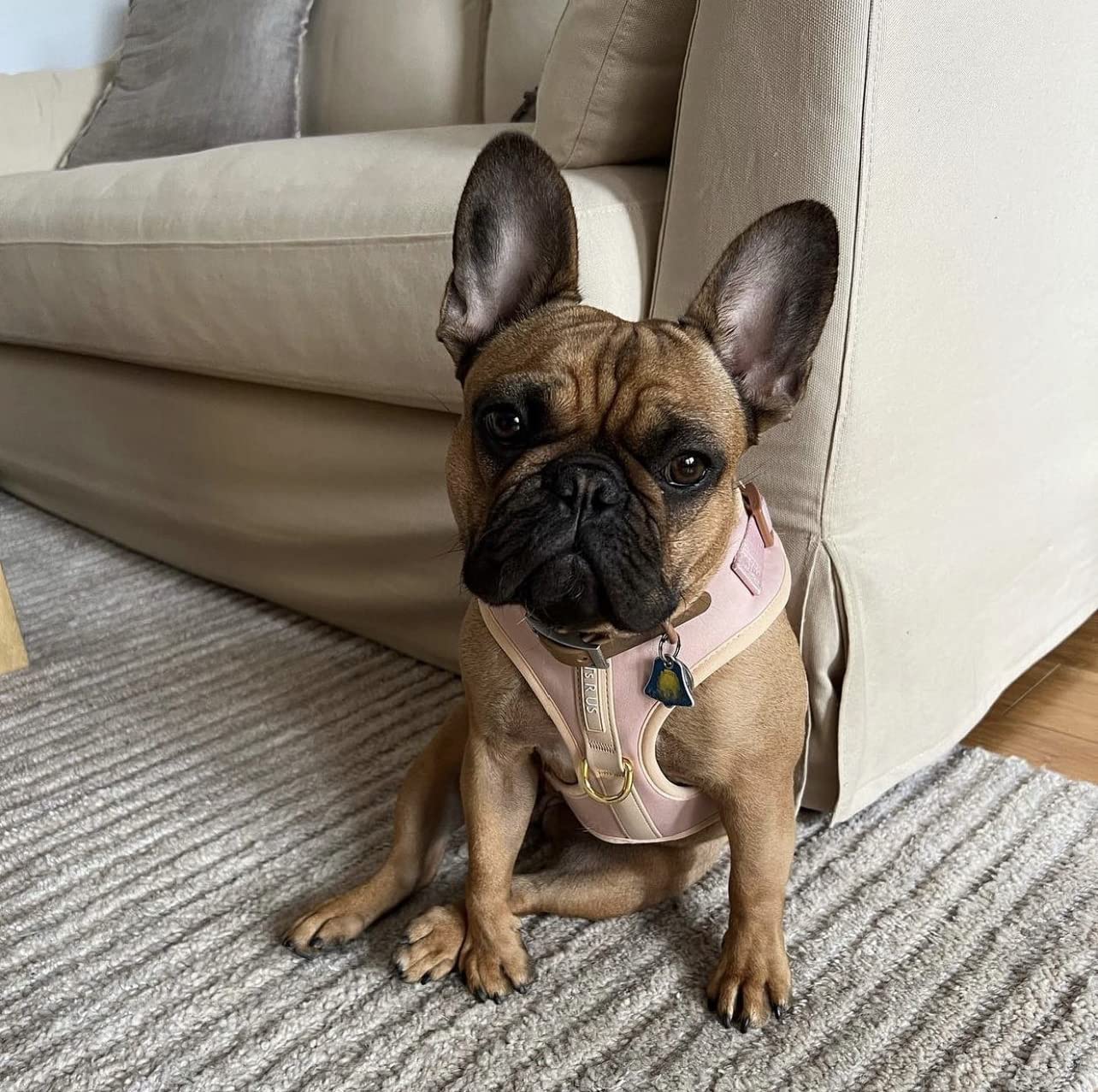 PETsRUS harnais chien sans tir Rose Beige XS — anneaux arrière pour promenade quotidienne.