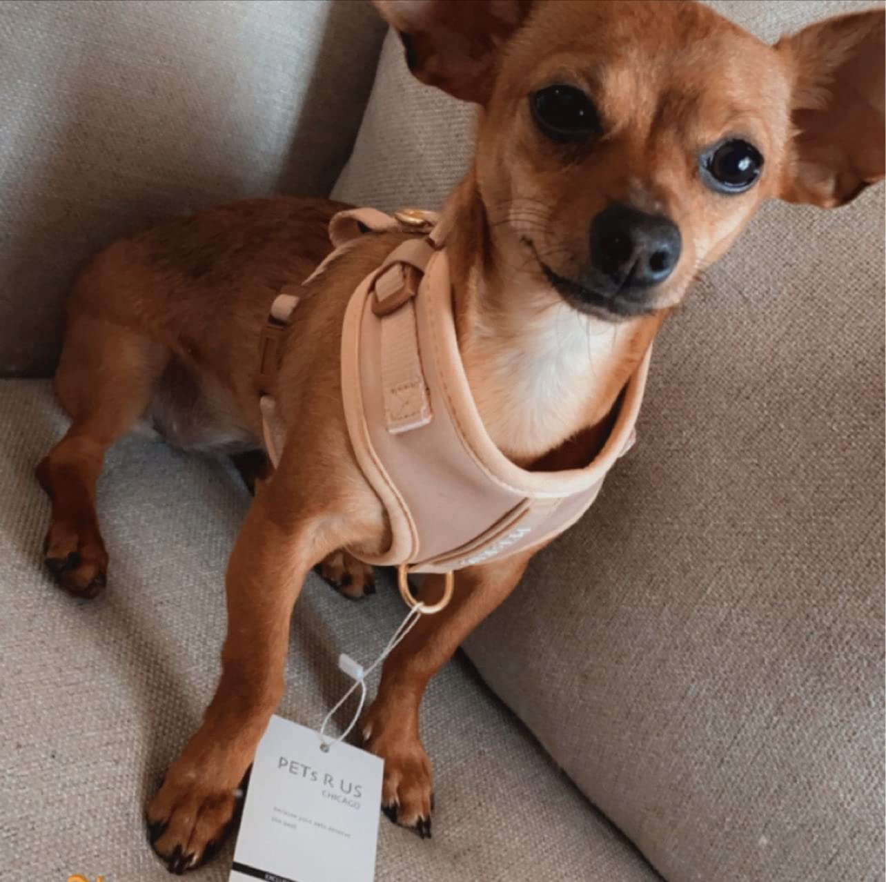 PETsRUS harnais chien sans tir Rose Beige XS — guide des tailles et ajustement précis.
