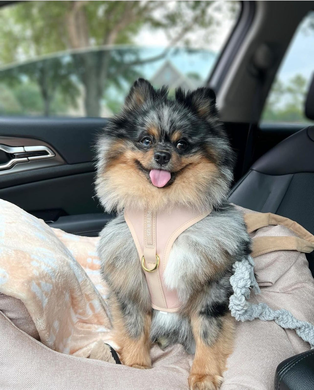 PETsRUS harnais chien sans tir Rose Beige XS — maillage respirant et néoprène doux.