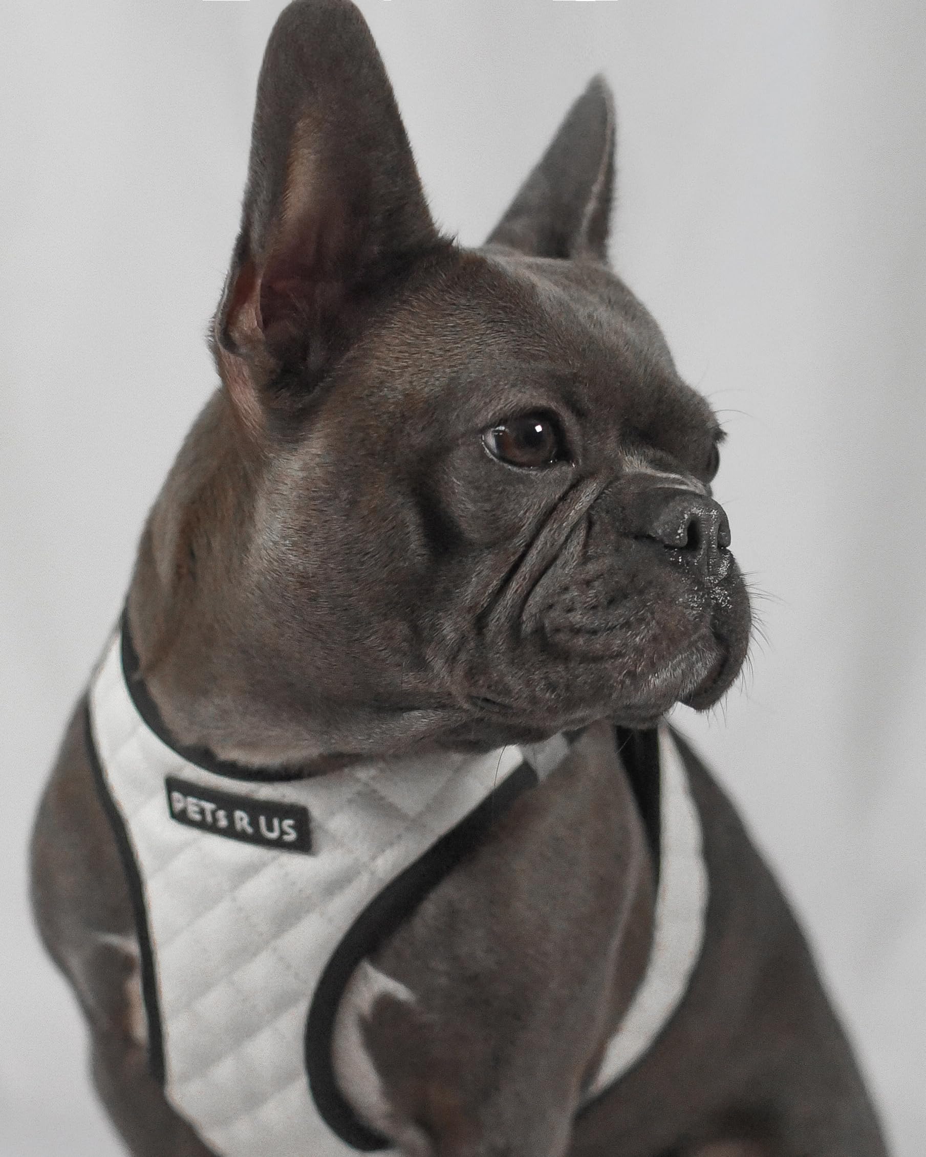 PETsRUS harnais-chien tailles-reglables garantit un ajustement parfait.