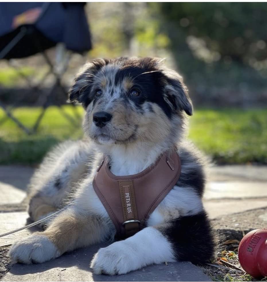Harnais PETsRUS disponible en tailles XS à XL pour petites et moyennes races.
