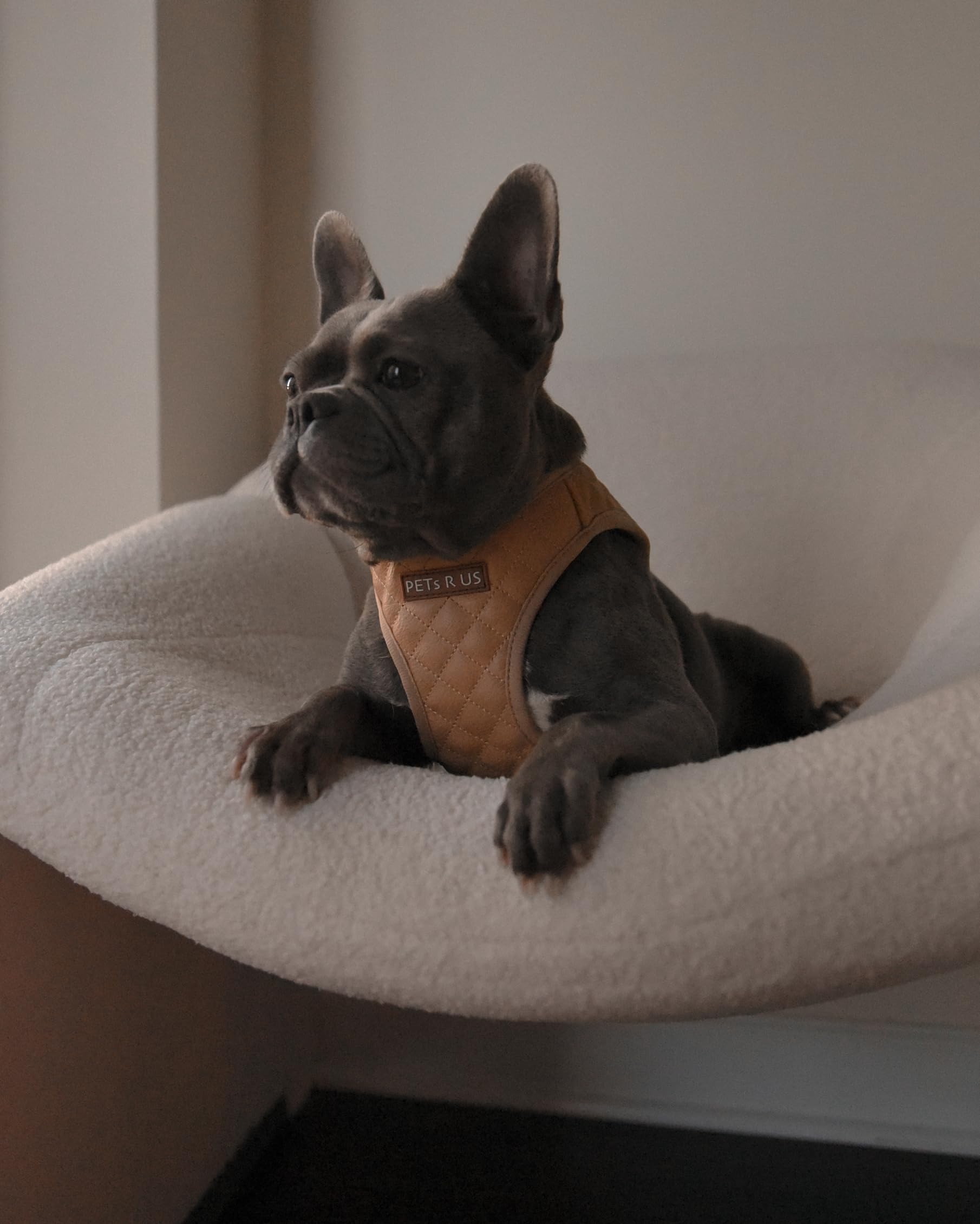 Harnais PETsRUS en cuir vegan extérieur chic et durable.