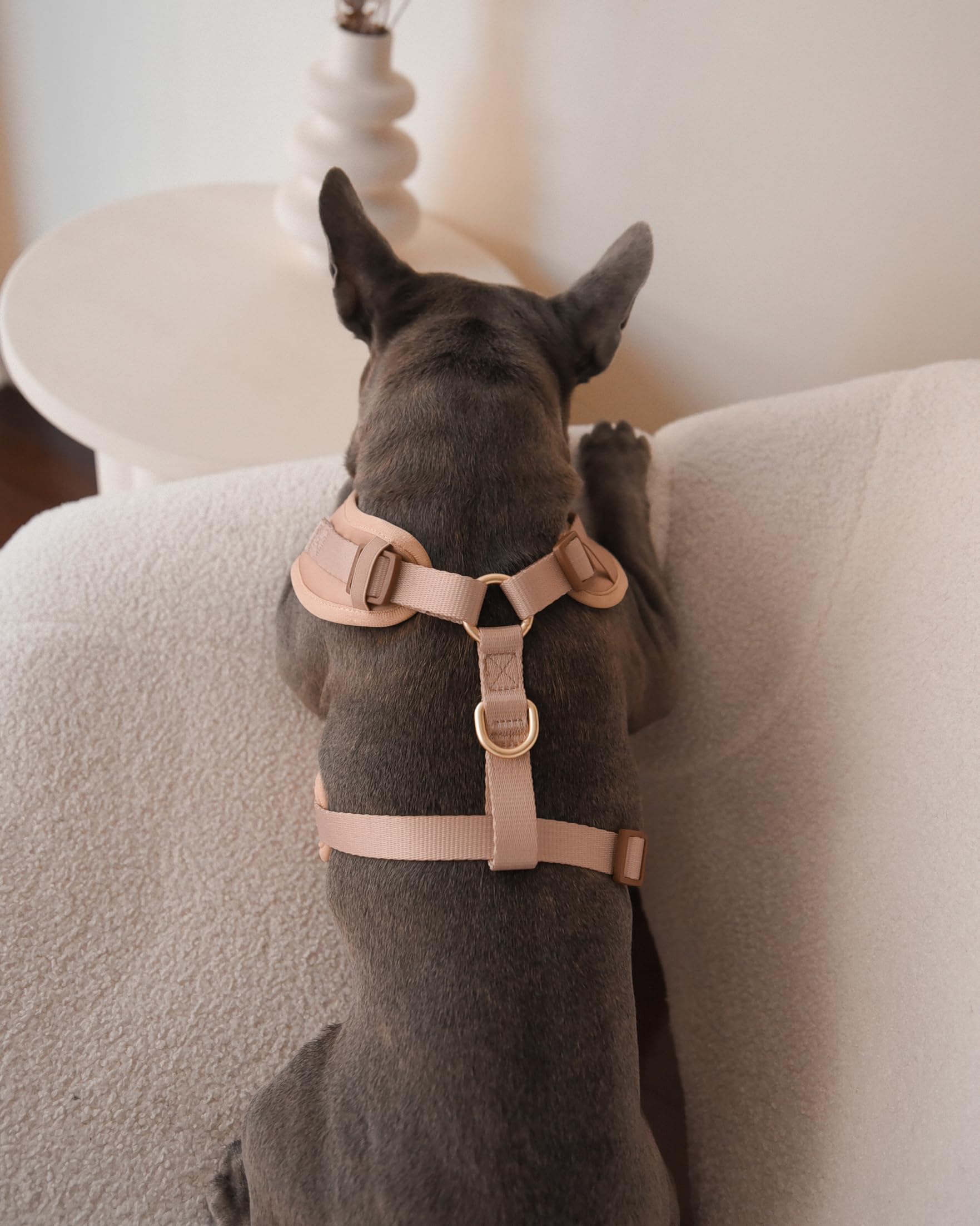 Harnais PETsRUS utile pour mesurer la taille avant l’achat.