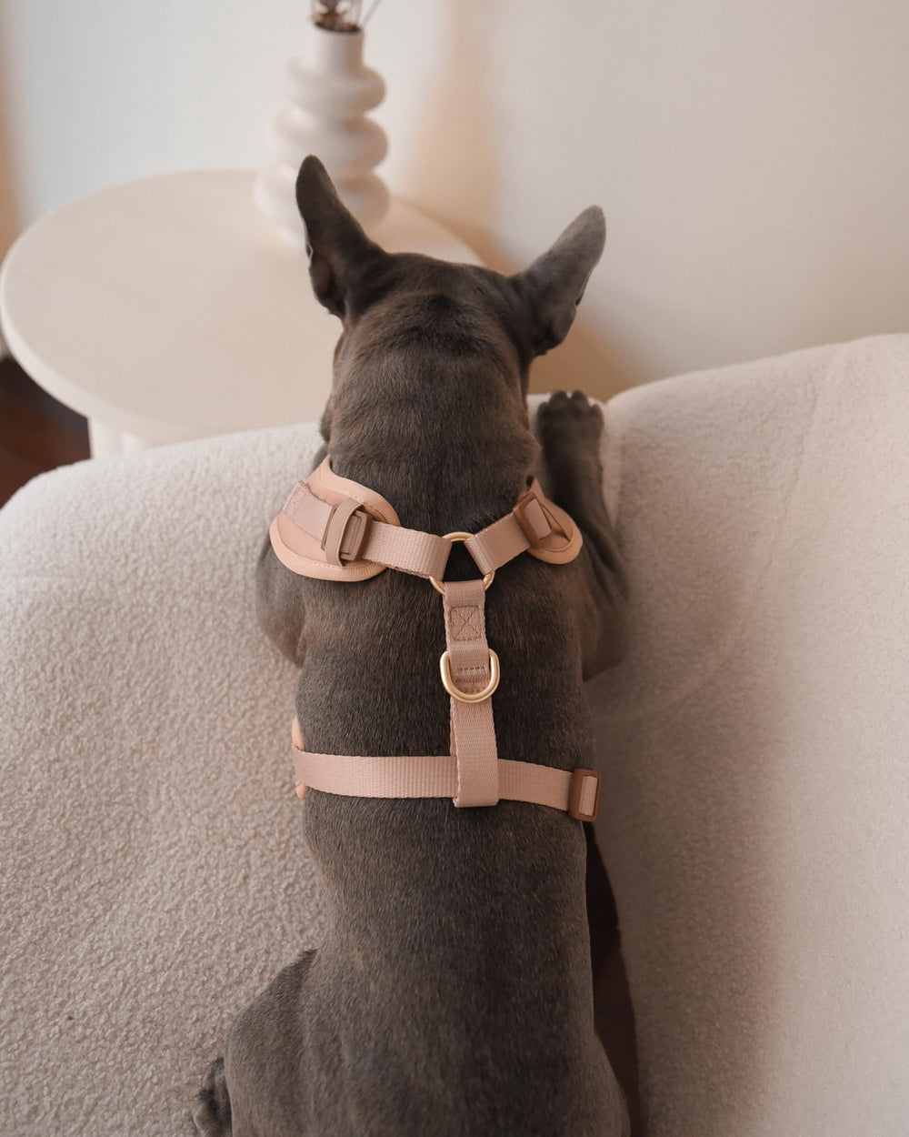 Harnais PETsRUS utile pour mesurer la taille avant l’achat.