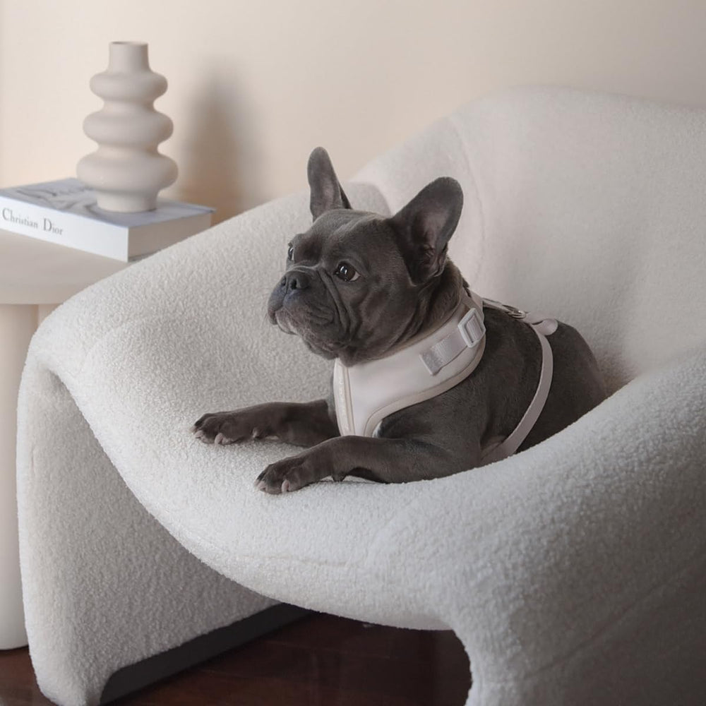 Guide des mesures PETsRUS avant achat pour un ajustement optimal.
