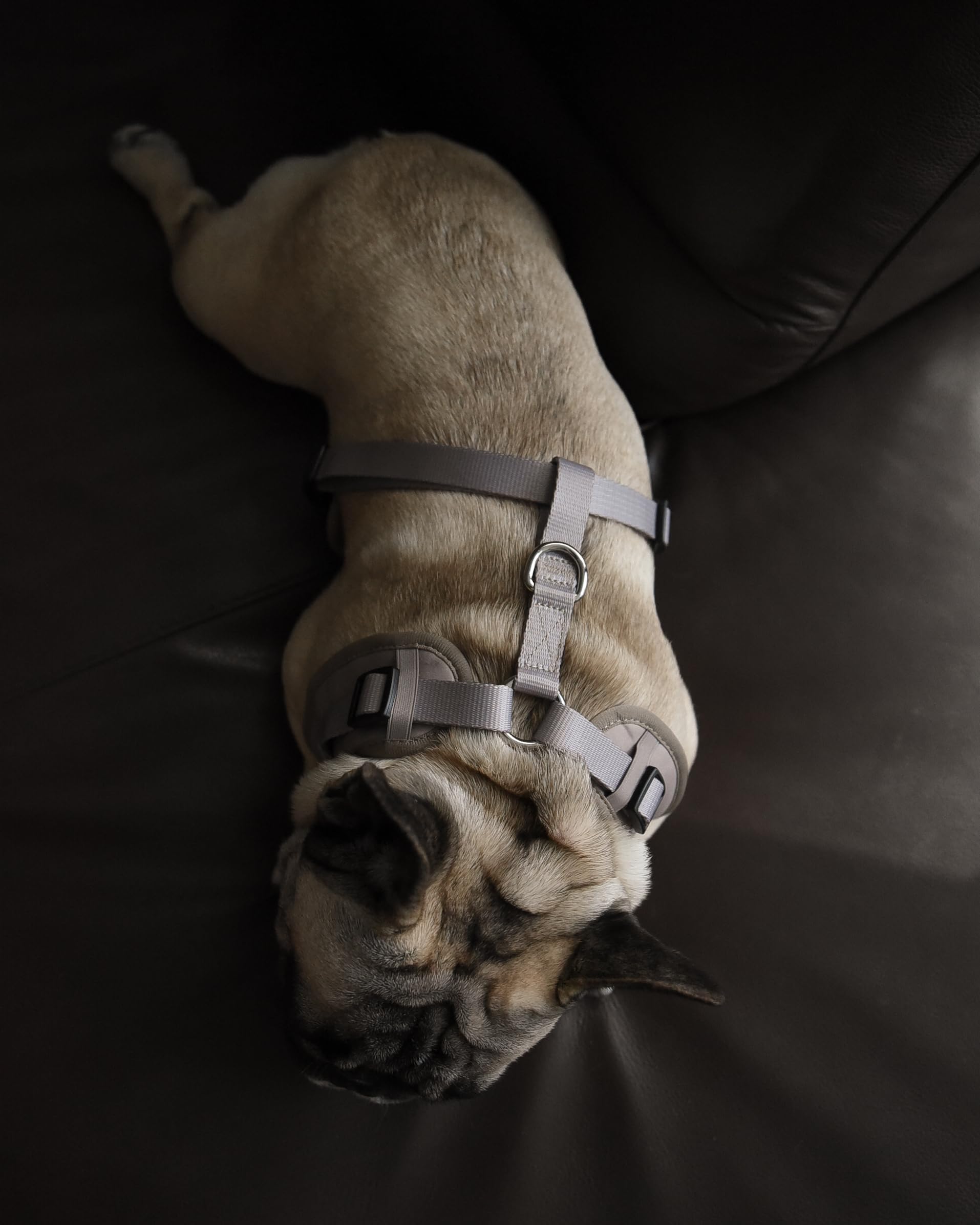 Harnais PETsRUS léger et chic, idéal pour chiens petits et moyens.
