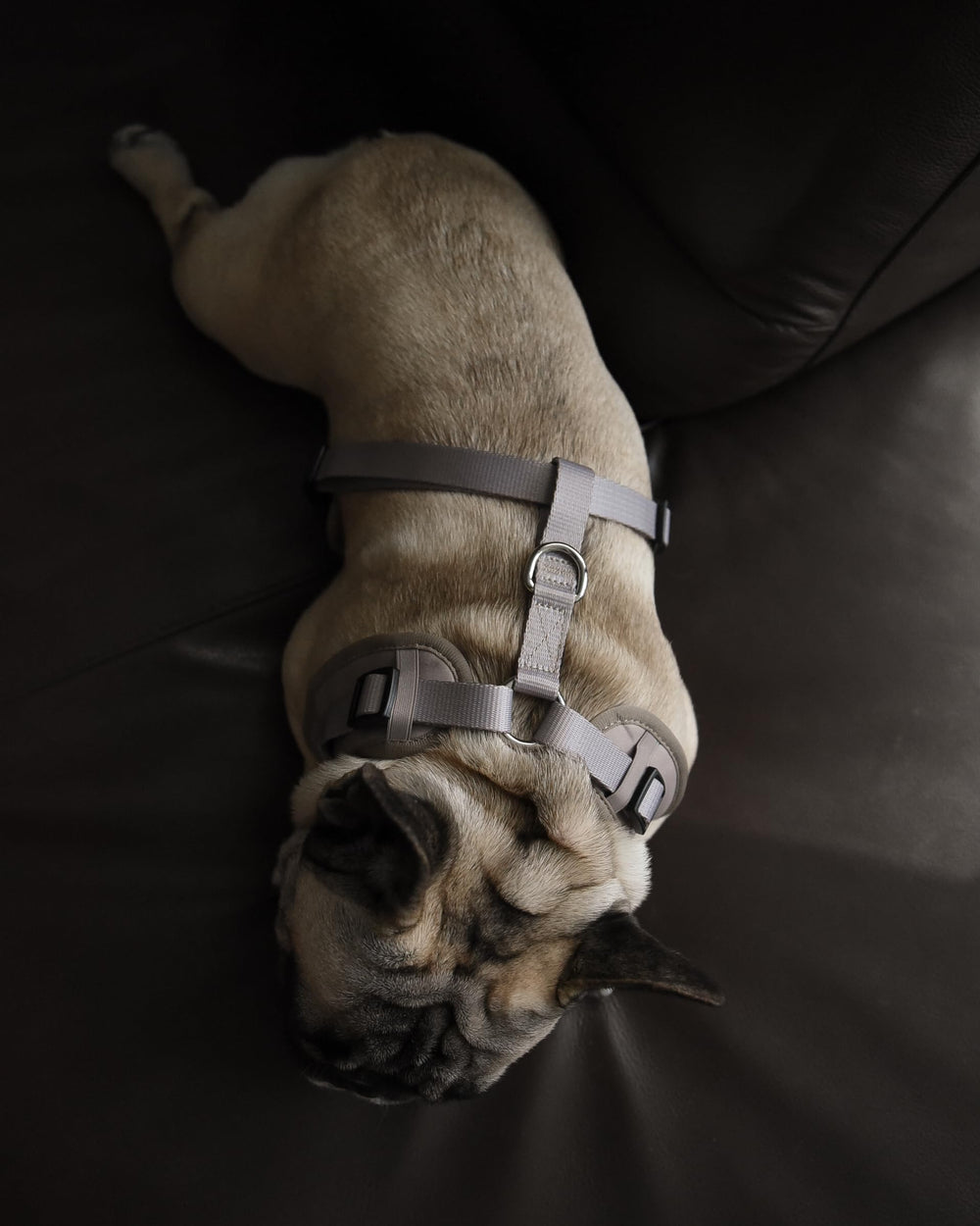 Harnais PETsRUS léger et chic, idéal pour chiens petits et moyens.