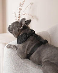 HARNAIS PETsRUS intérieur en mesh respirant