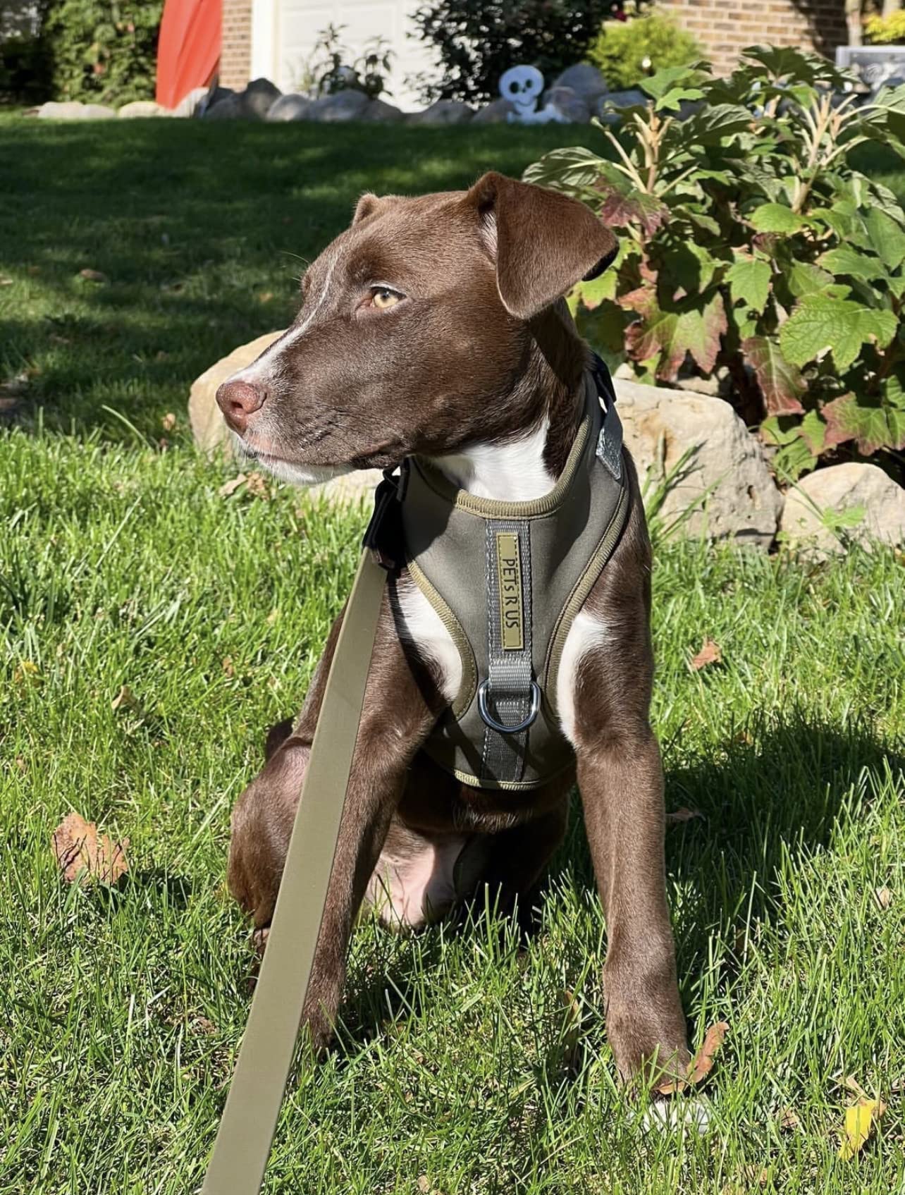 Intérieur en mesh respirant du harnais PETsRUS pour ventilation optimale.