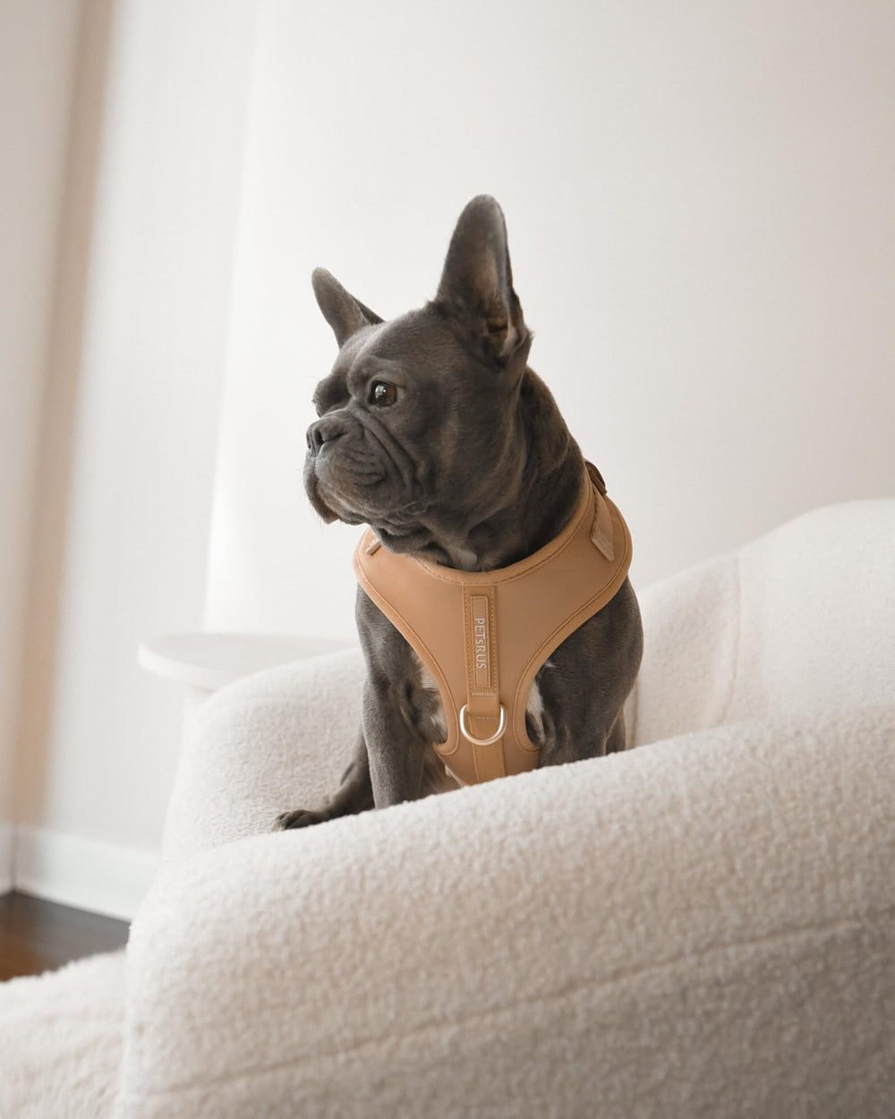 Harnais PETsRUS sans-pull arrière avec anneaux en D pour usage quotidien.