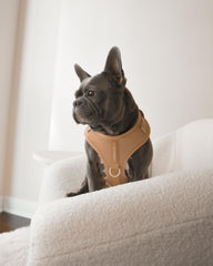Harnais PETsRUS sans-pull arrière avec anneaux en D pour usage quotidien.