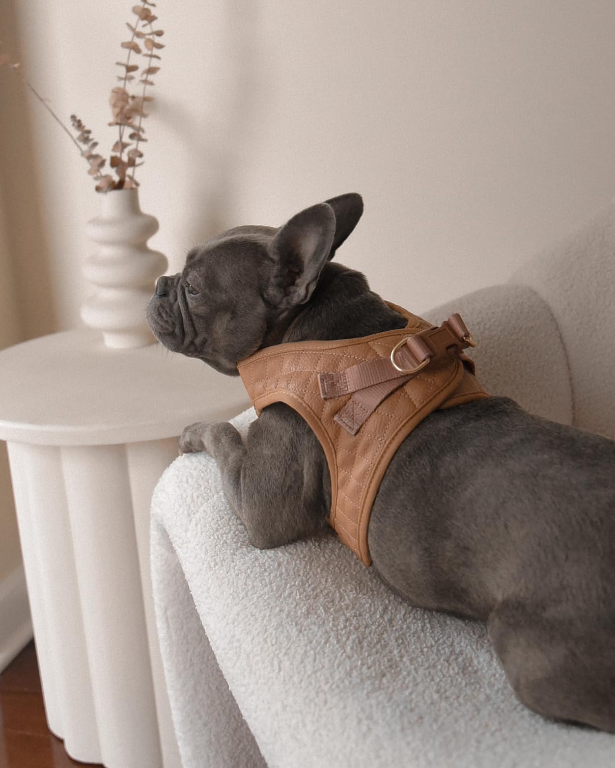 Harnais PETsRUS tailles reglables pour un ajustement parfait.