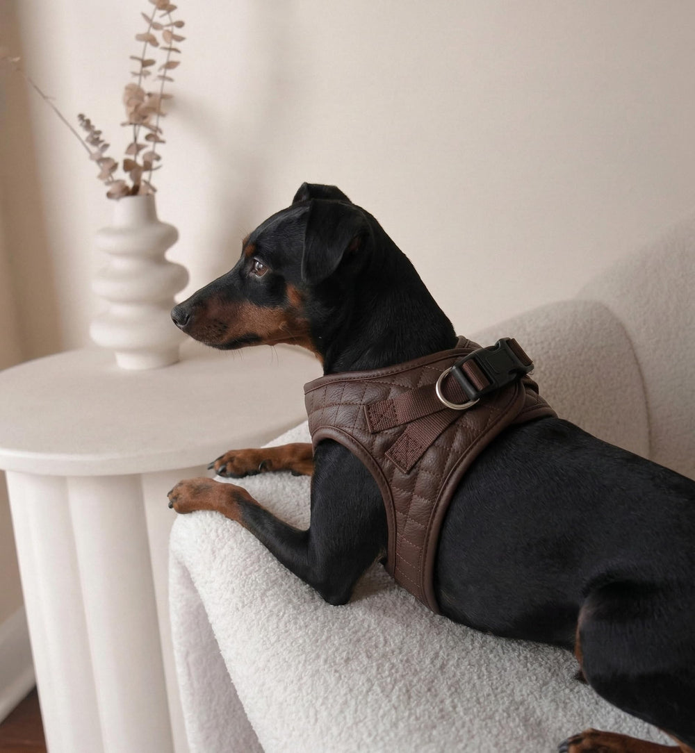 Harnais PETsRUS cuir végan et mesh, style chic et durable.