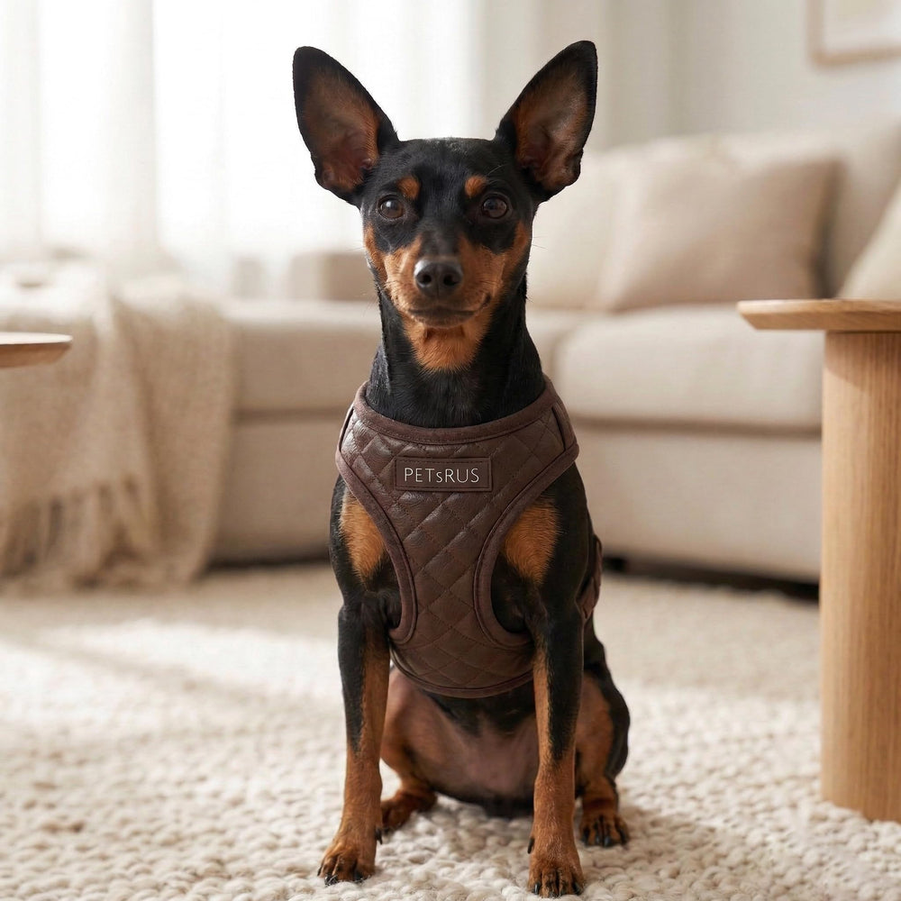 Harnais PETsRUS design élégant et matériel résistant pour chien.