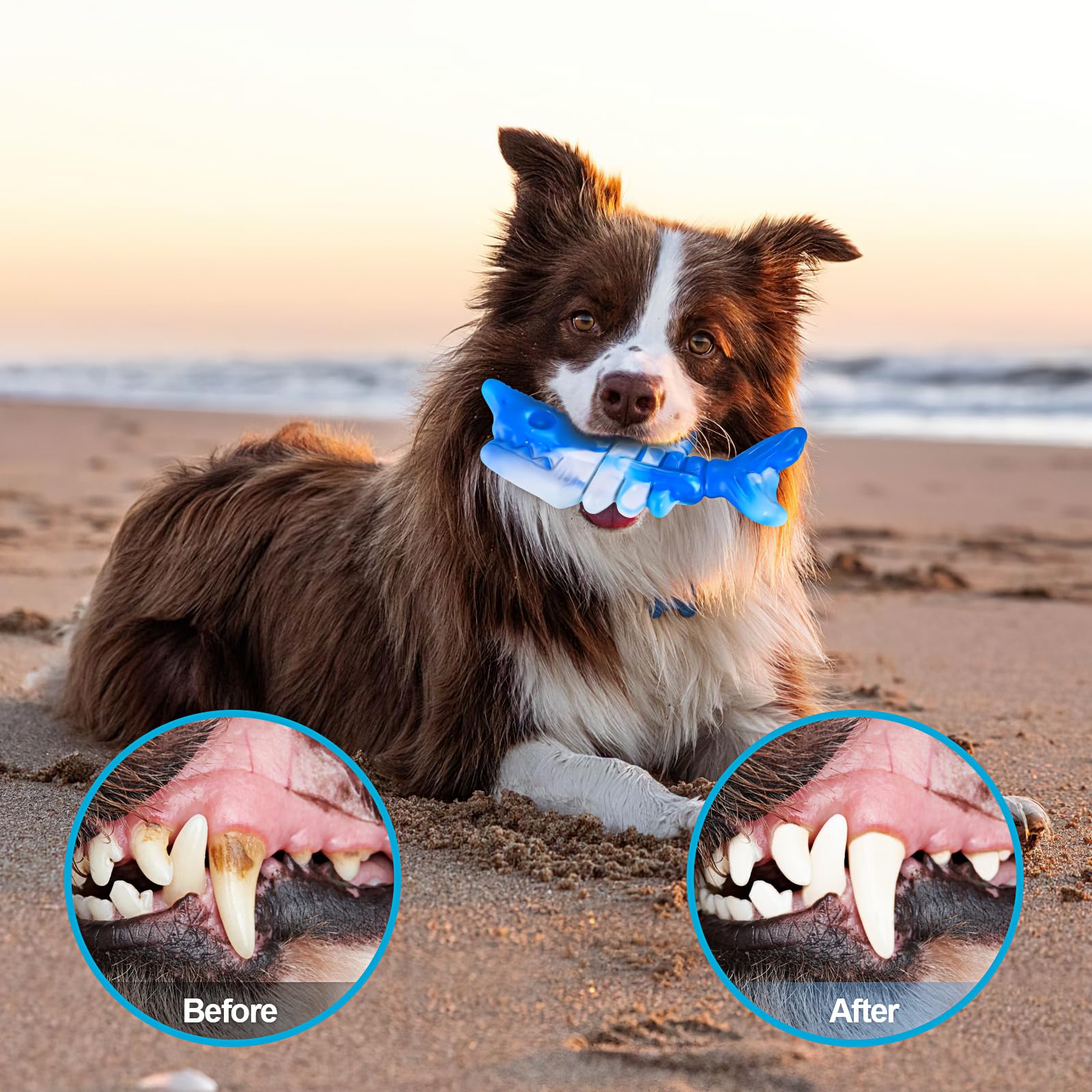 PETSTA matériel polyamide alimentaire, choix sûr pour les chiens qui aiment mâcher.
