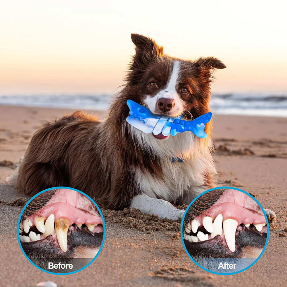 PETSTA matériel polyamide alimentaire, choix sûr pour les chiens qui aiment mâcher.