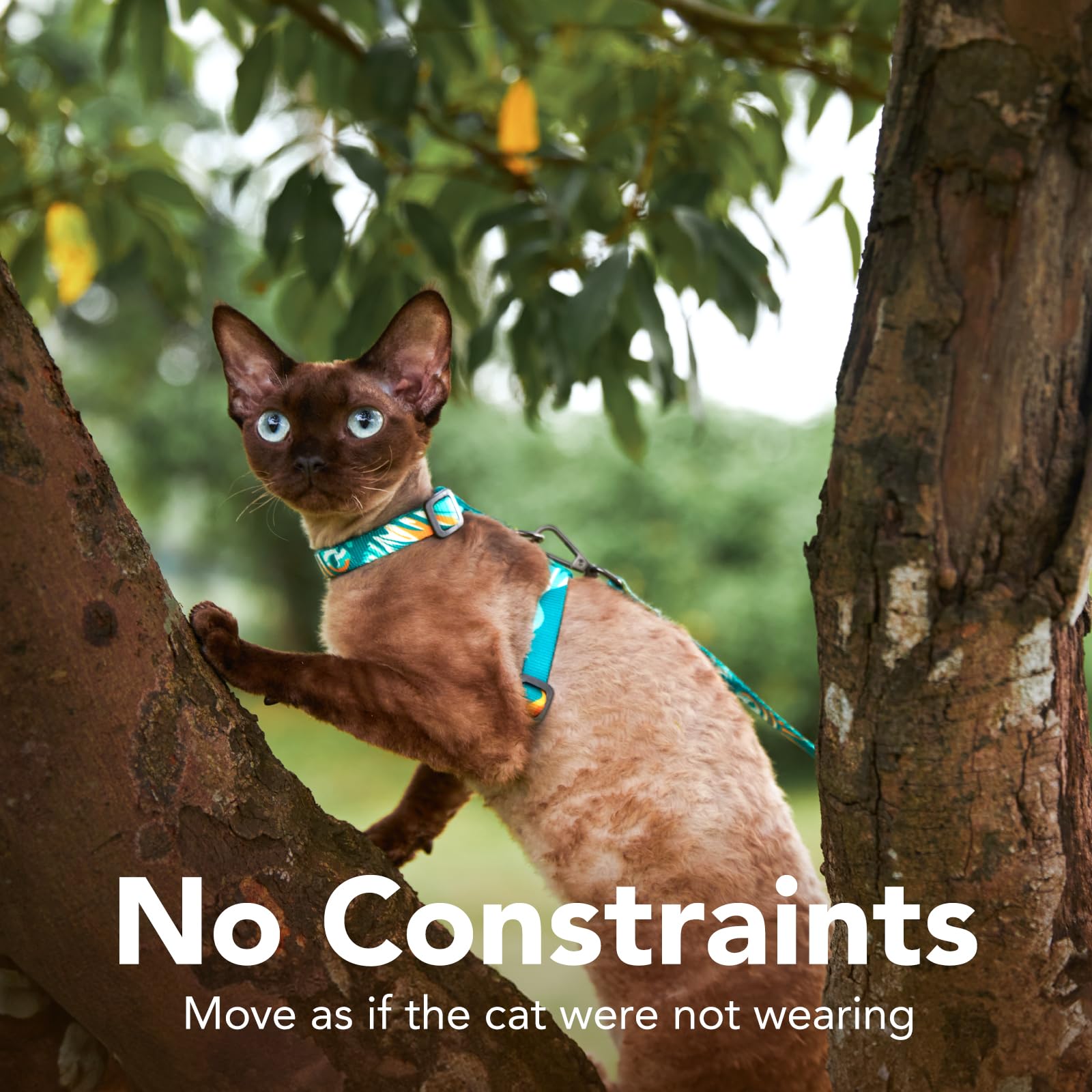 PetThem harnais chat design unique, pour se démarquer pendant la promenade