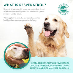 PetThrive glucosamine-chondroitine-formule image de la combinaison clé pour la mobilité.