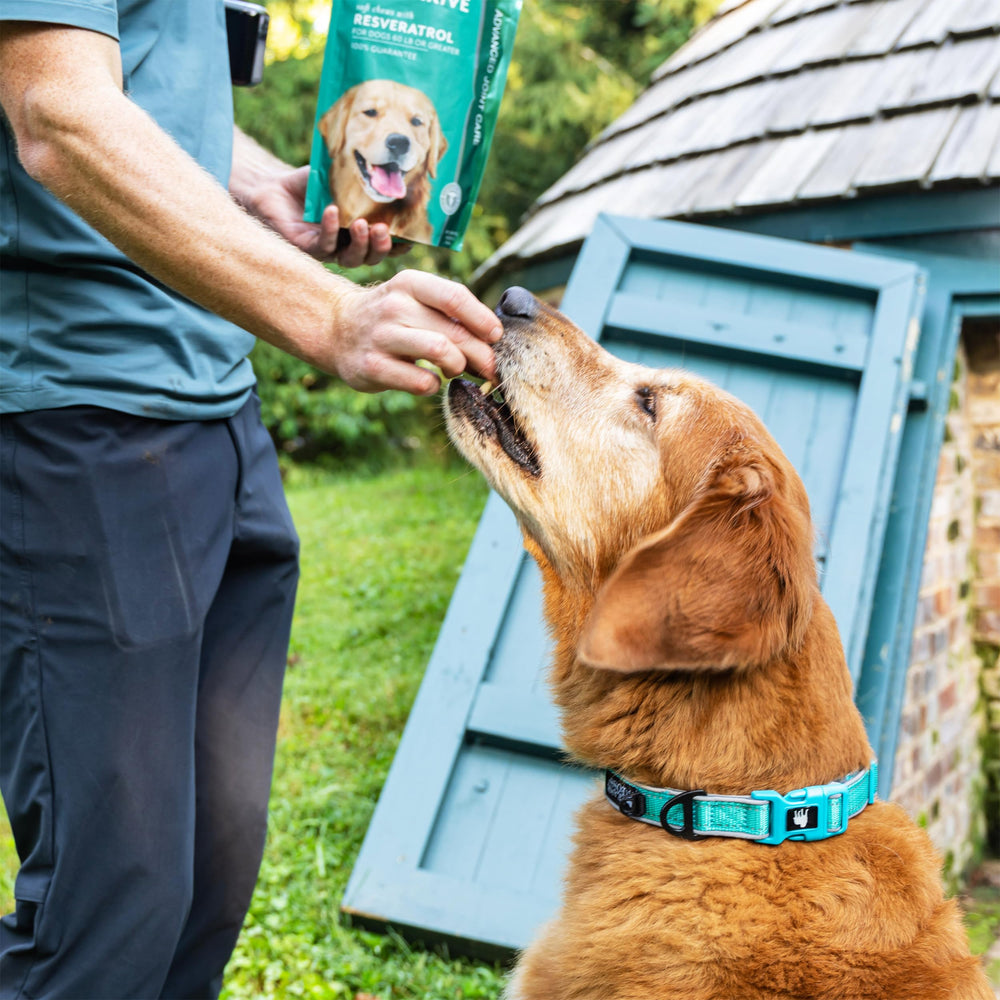 PetThrive hyaluronique-acide-articulations souligne le rôle potentiel dans la lubrification des joints.