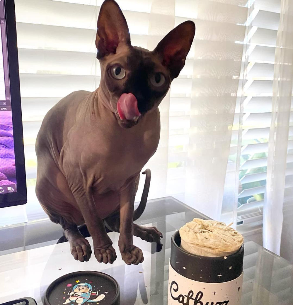Catbuzz Catnip – tube éco réutilisable, solution durable pour conserver et partager l'herbe à chat.