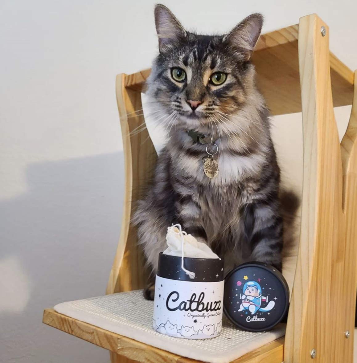 Catbuzz Catnip – recommandé pour chats de 6 mois et plus, offrant des expériences ludiques et relaxantes.