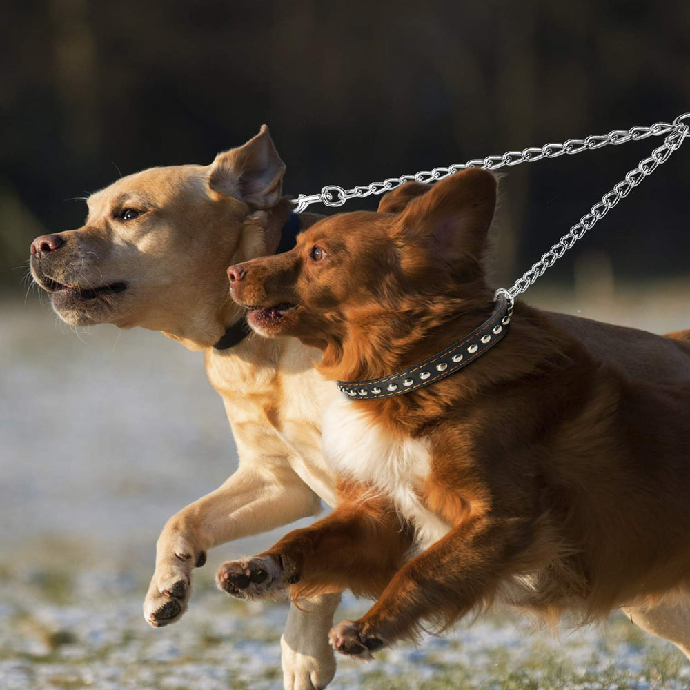 Disponible en tailles variées PETTOM, adapté à différentes races.