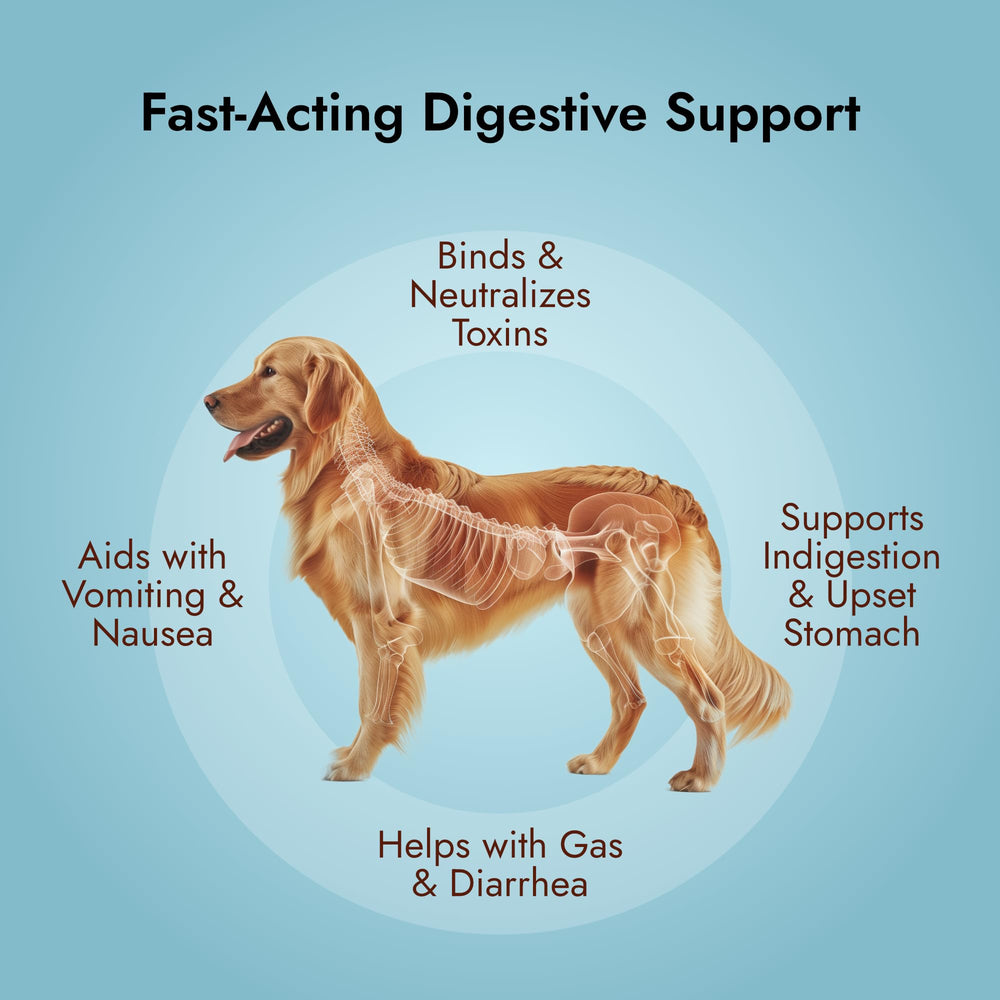 Application rapide du gel Charbon Actif sur chien ou chat.