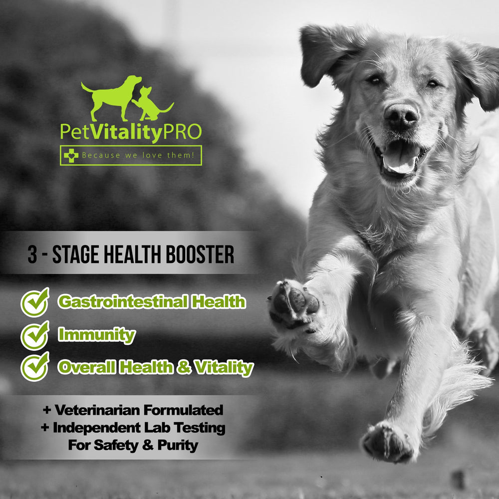PetVitalityPRO peau et poil chien – aspect sain et brillant.