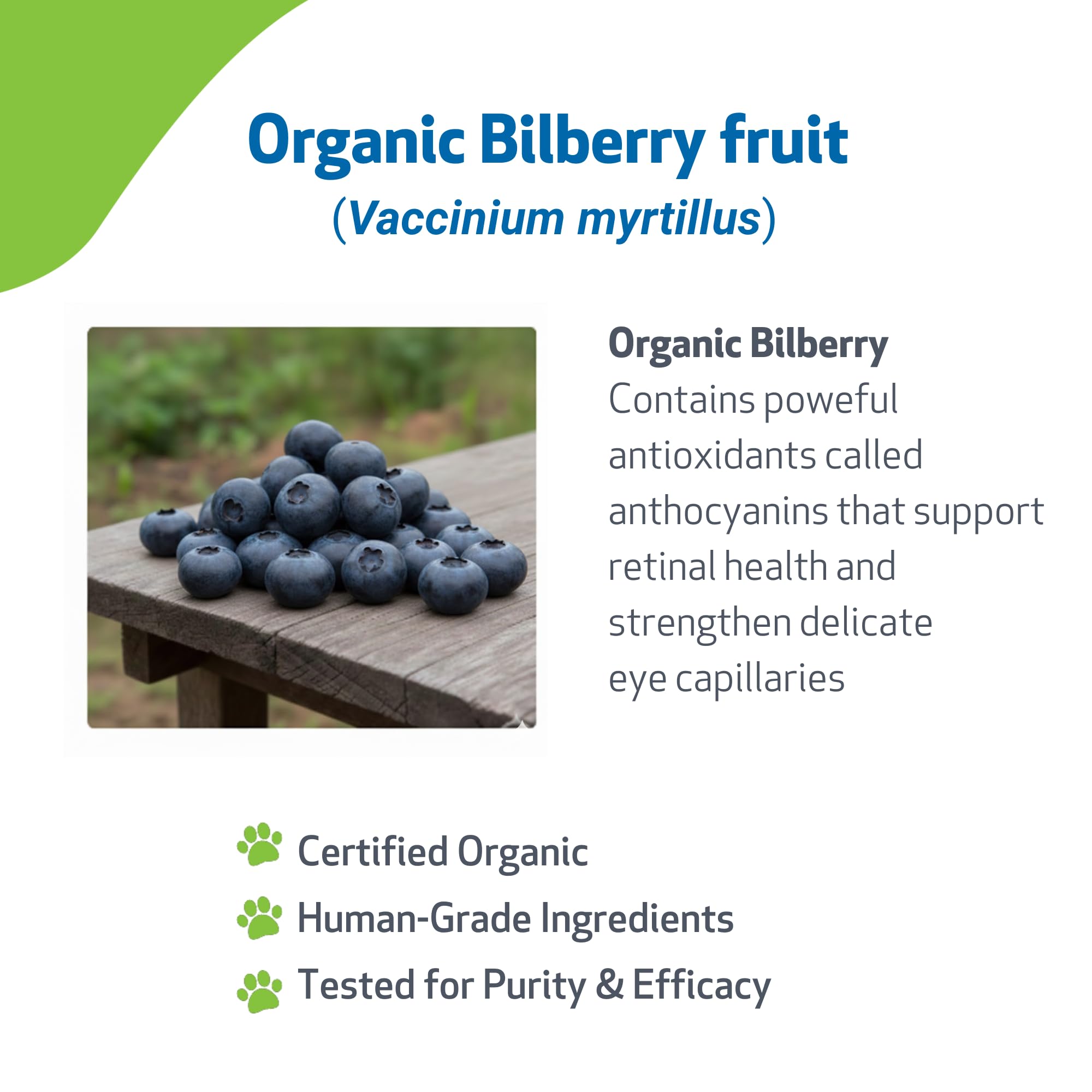 Bilberry Pet Wellbeing – capillaires autour des yeux et santé vasculaire.