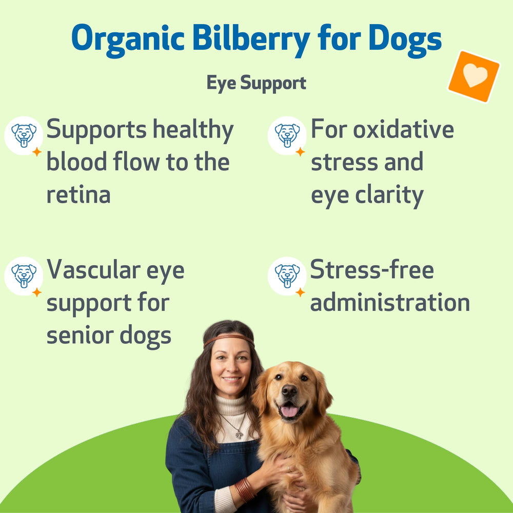 Bilberry Pet Wellbeing – highlight sur la vision et la clarté d’un chien.