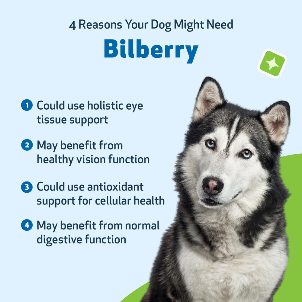 Des propriétaires satisfaits utilisent Bilberry Pet Wellbeing pour leurs chiens.
