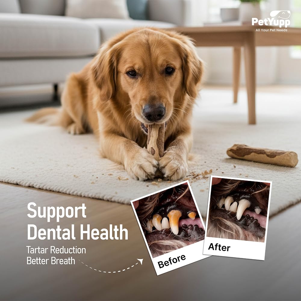 Petyupp bois cafe design resistant: produit robuste et fiable pour chiens actifs.
