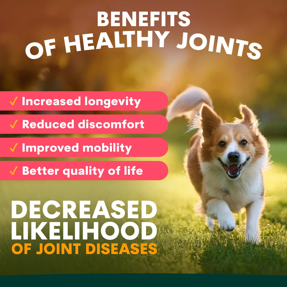 Petz Park: chien en mouvement, actif et enthousiaste.