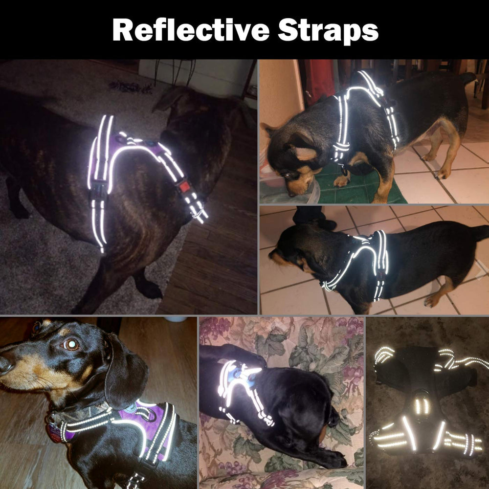 PHOEPET harnais à trois boucles ajustables pour un ajustement rapide et sûr.