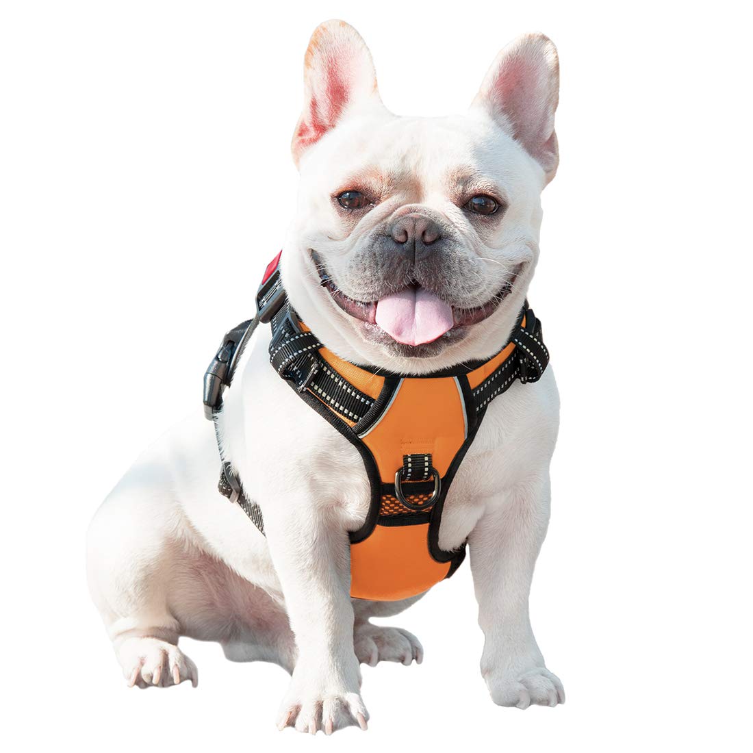 PHOEPET sur chien porté, harnais dynamique et confortable.