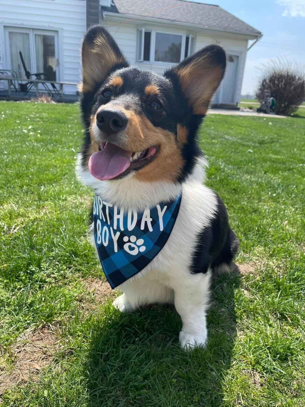 Bandana PICKUPIK anniversaire vert cadeau idéal pour une fête canine.