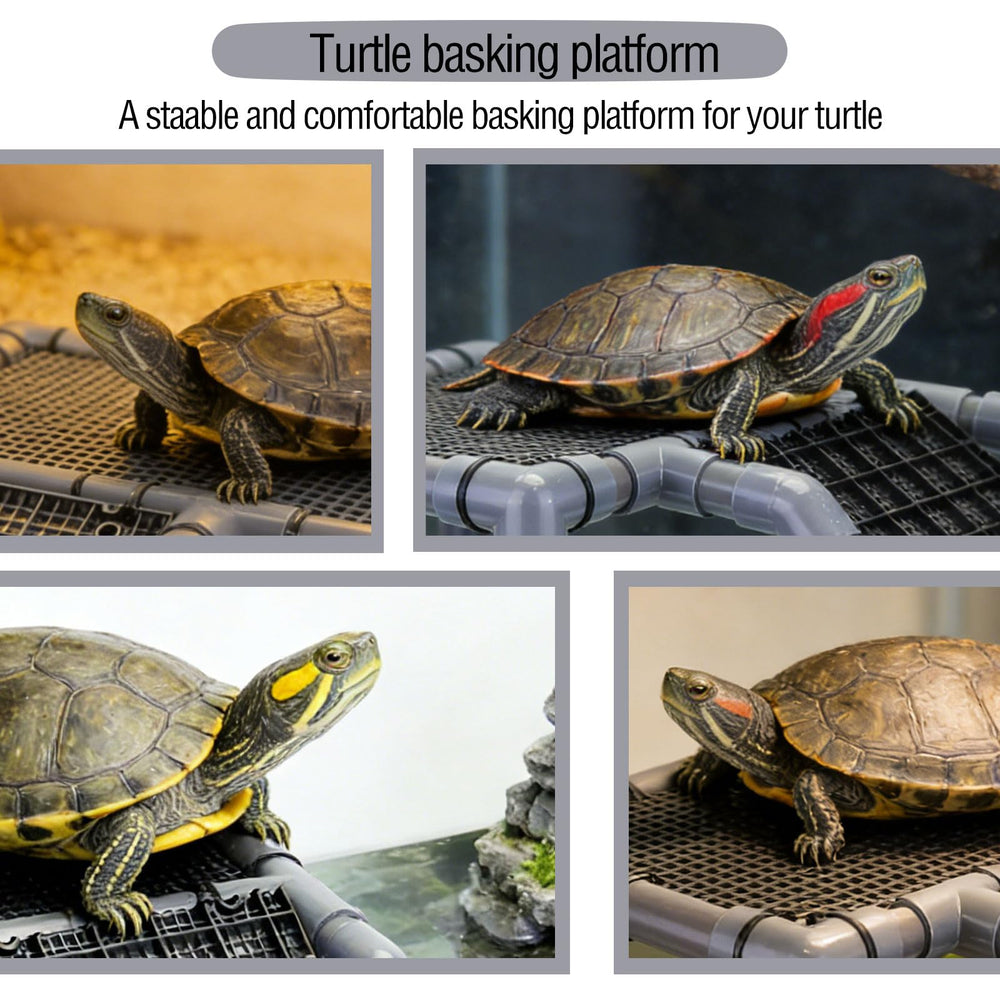 PIESOYRI ventouses-anti-dérapantes pour tortue assurent une fixation stable.