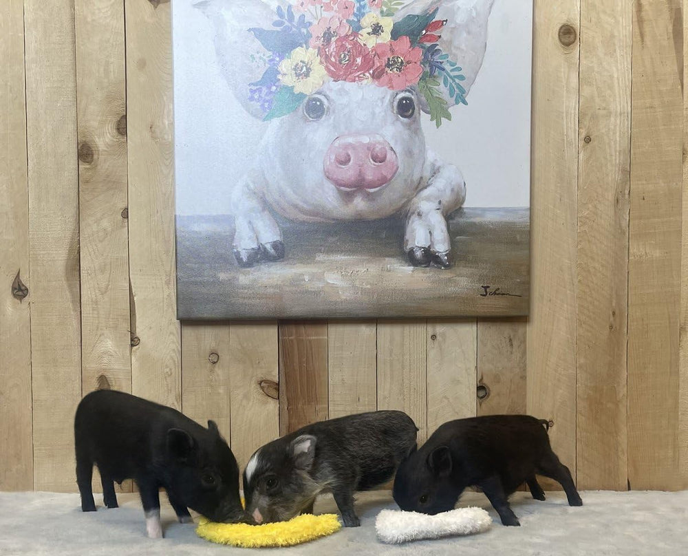 Piggy Poo and Crew: jouet fabriqué aux États-Unis, parfait pour jeux à la maison.