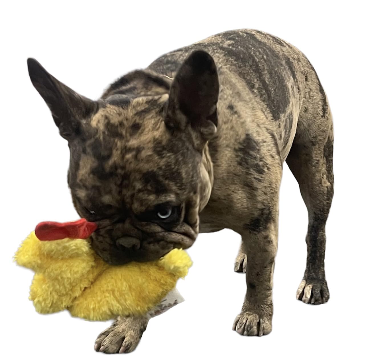 Piggy Poo and Crew: jouet interactif à rapporter, bruit crissant pour chiens et petits animaux.