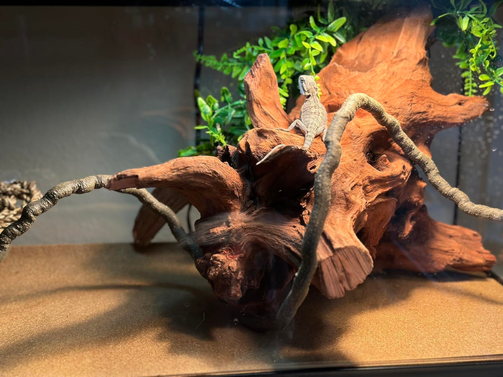 PINVNBY bois flotté ramure, intégration facile dans terrarium ou jardin décoratif.