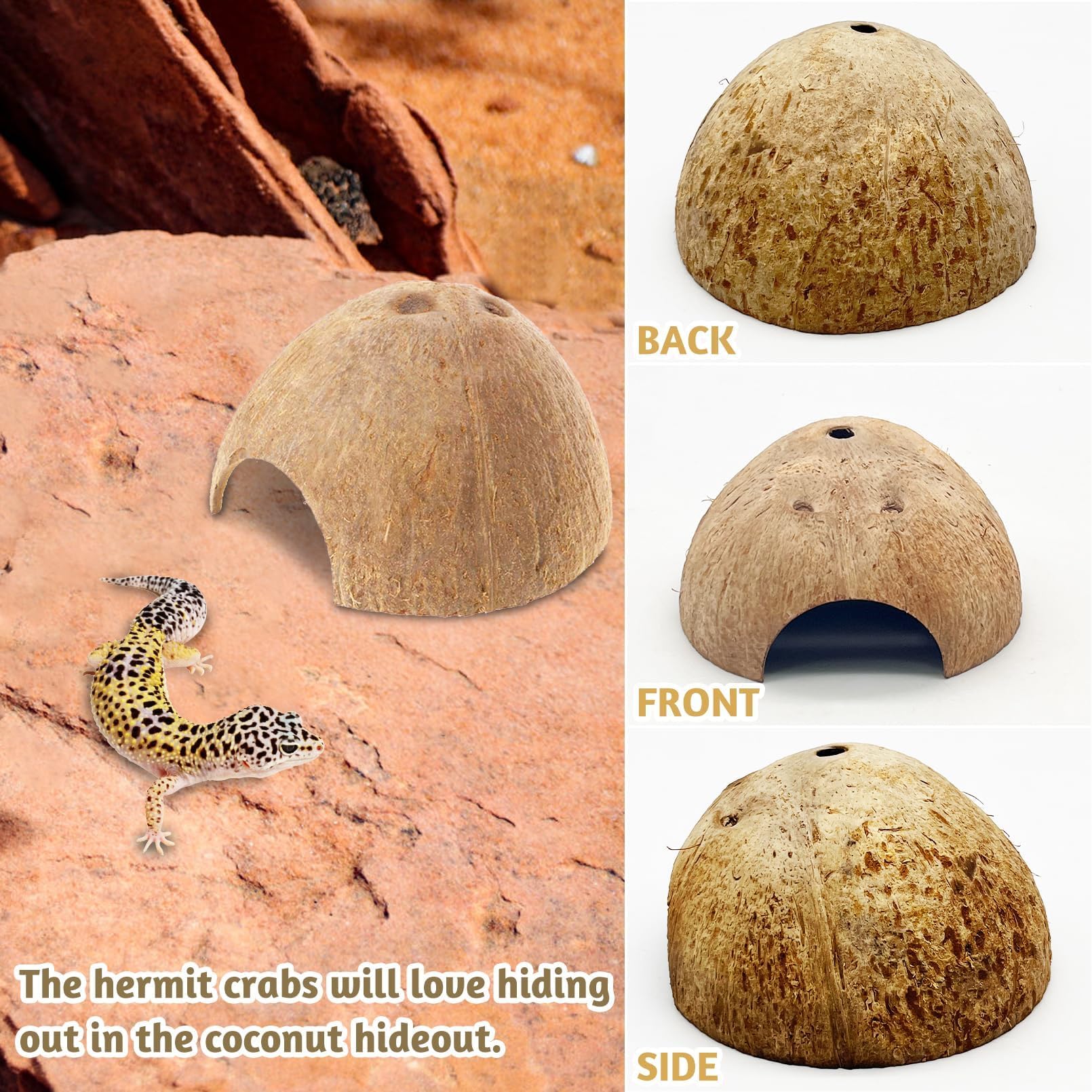 PINVNBY déco naturelle, refuge attrayant pour terrariums et aquariums.