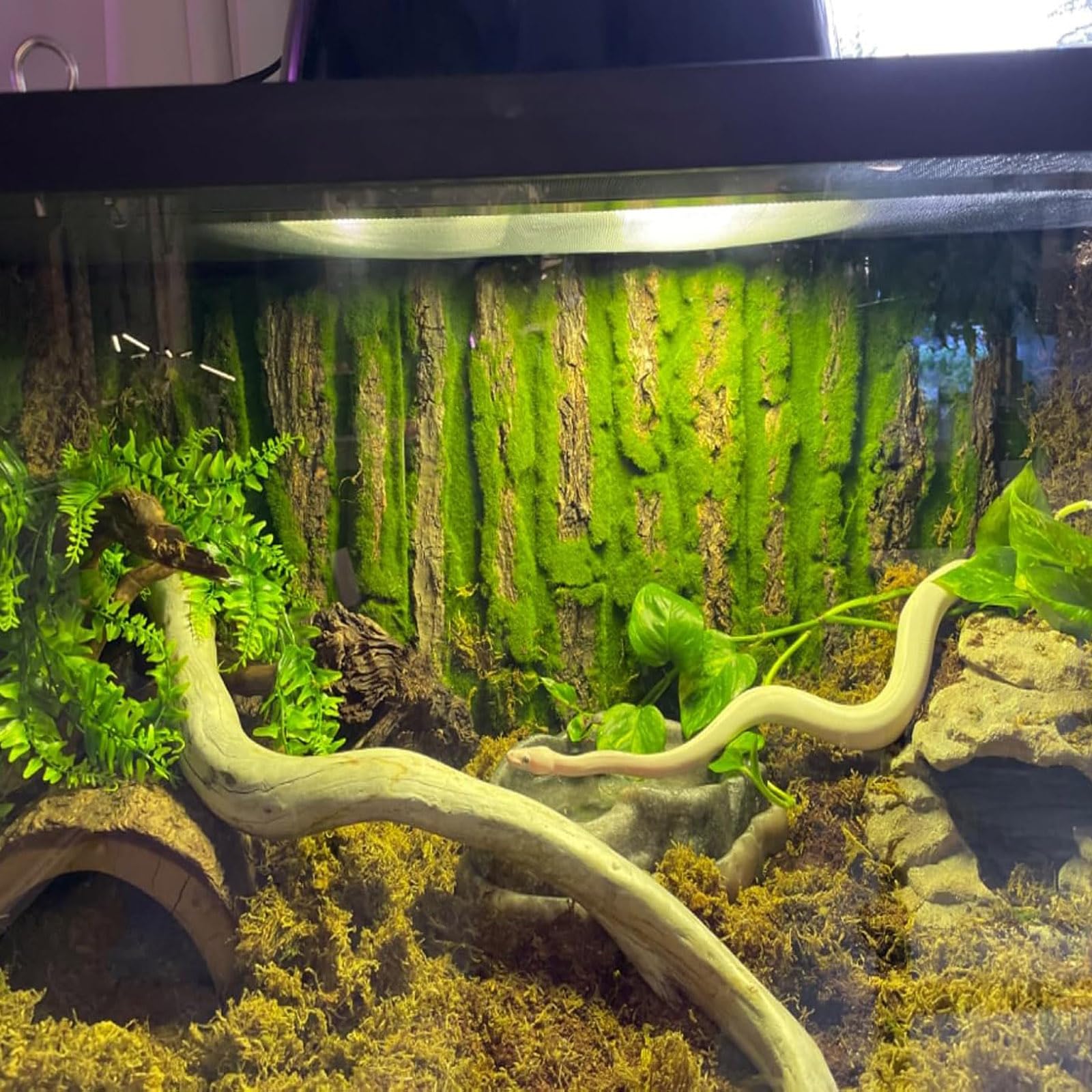 PINVNBY decor-terarium-tronc-cork : effet écorce authentique et chaleureux.