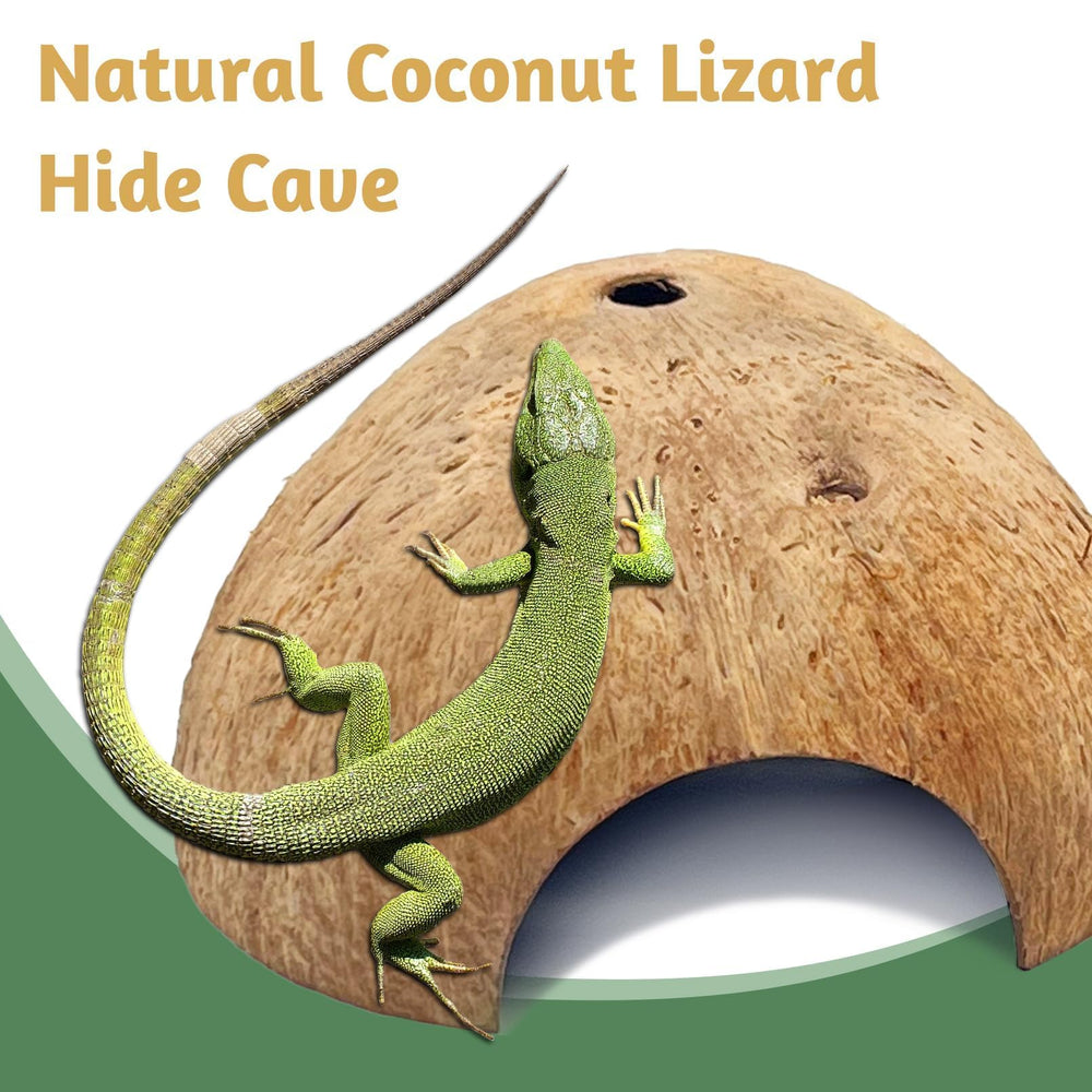 PINVNBY convient pour geckos, hermites et tortues, usage polyvalent.