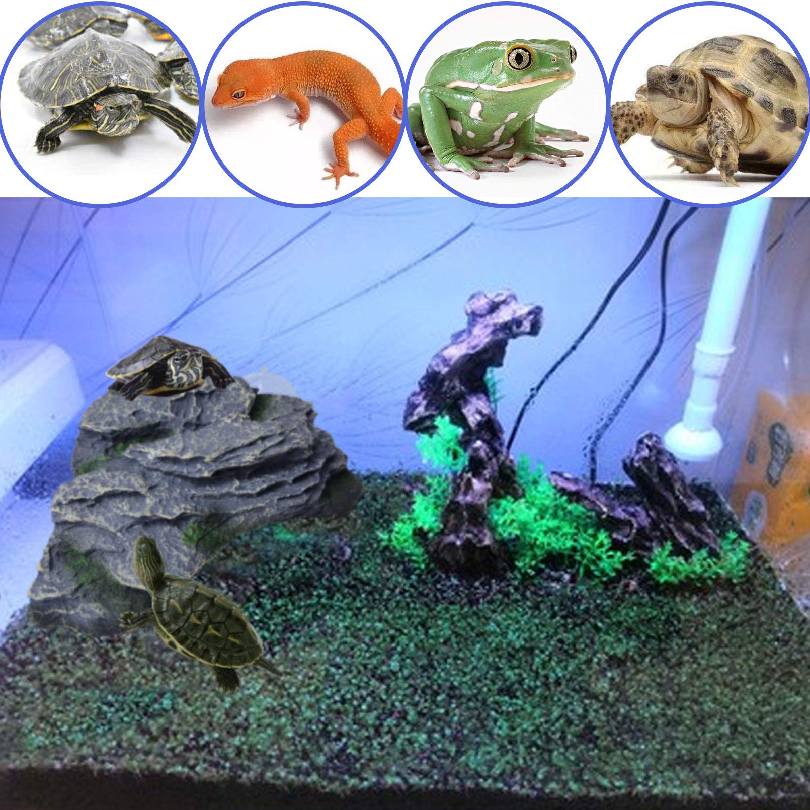 PINVNBY taille-large-18x16cm: support stable pour reptiles