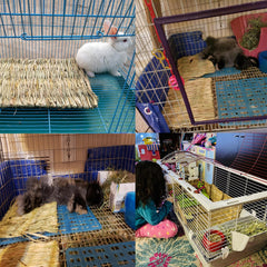 Tapis PINVNBY dans la cage, créant un espace sûr et naturel pour l’animal.