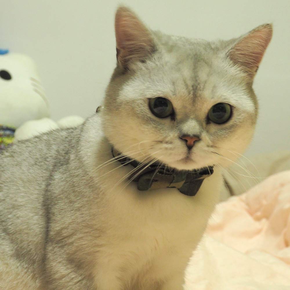 Pipidog collier ajustable pour chat 6,8–10,8 pouces, confort personnalisé.